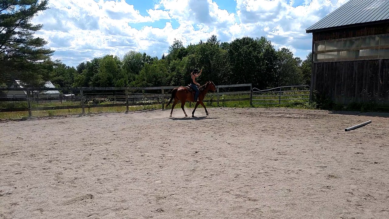 Zoom sillyness 6/27/19