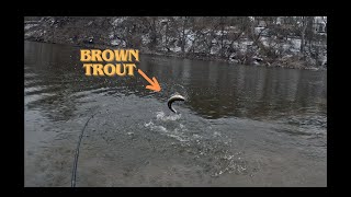 Brown Trout - Wisconsin's Sheboygan River