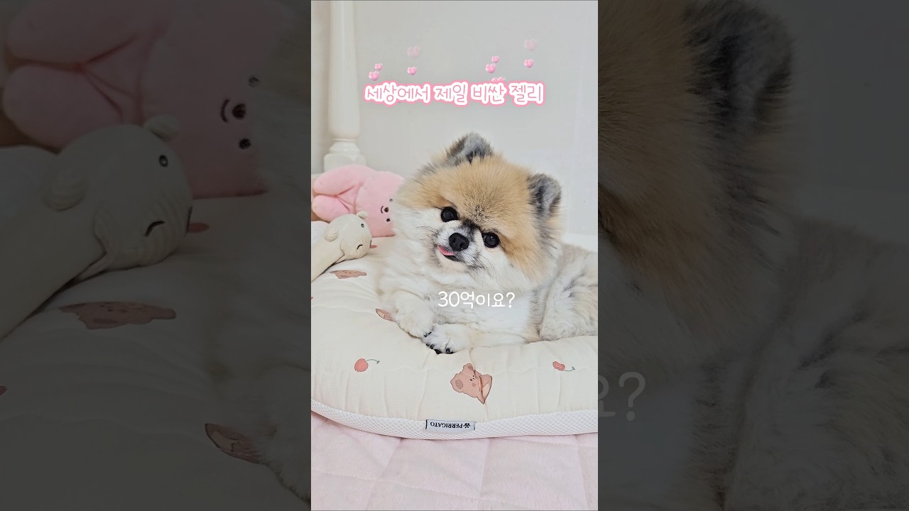 세상에서 제일 비싼 핑크 젤리🩷 #이야기쁨 #강아지 #솜뭉치 #cute #동물농장강아지 #반려견 #애견영상 #cutedog #puppy #강아지브이로그 #pets #깃털유머