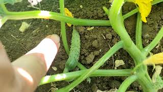 9- Hobi Bahçemin 26 Hazirandaki genel durumunu sizlerle paylaşacağım.