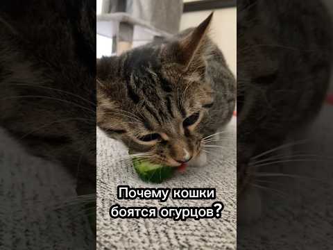 Почему кошки боятся огурцов?🐱🥒 #cat #catsfacts