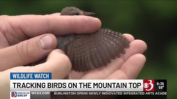 Why researchers are tracking birds on Vermont