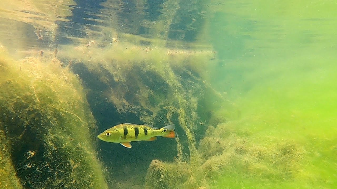 Igarapé de Jamaraquá - Rio Tapajós - Amazonas - 4