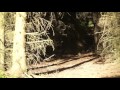 Еловый лес релакс видео  / The beautiful spruce forest relax vide