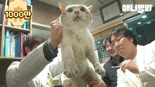 Cat Living Inside An Enclosed Wall With No Exit For 2 Years?!