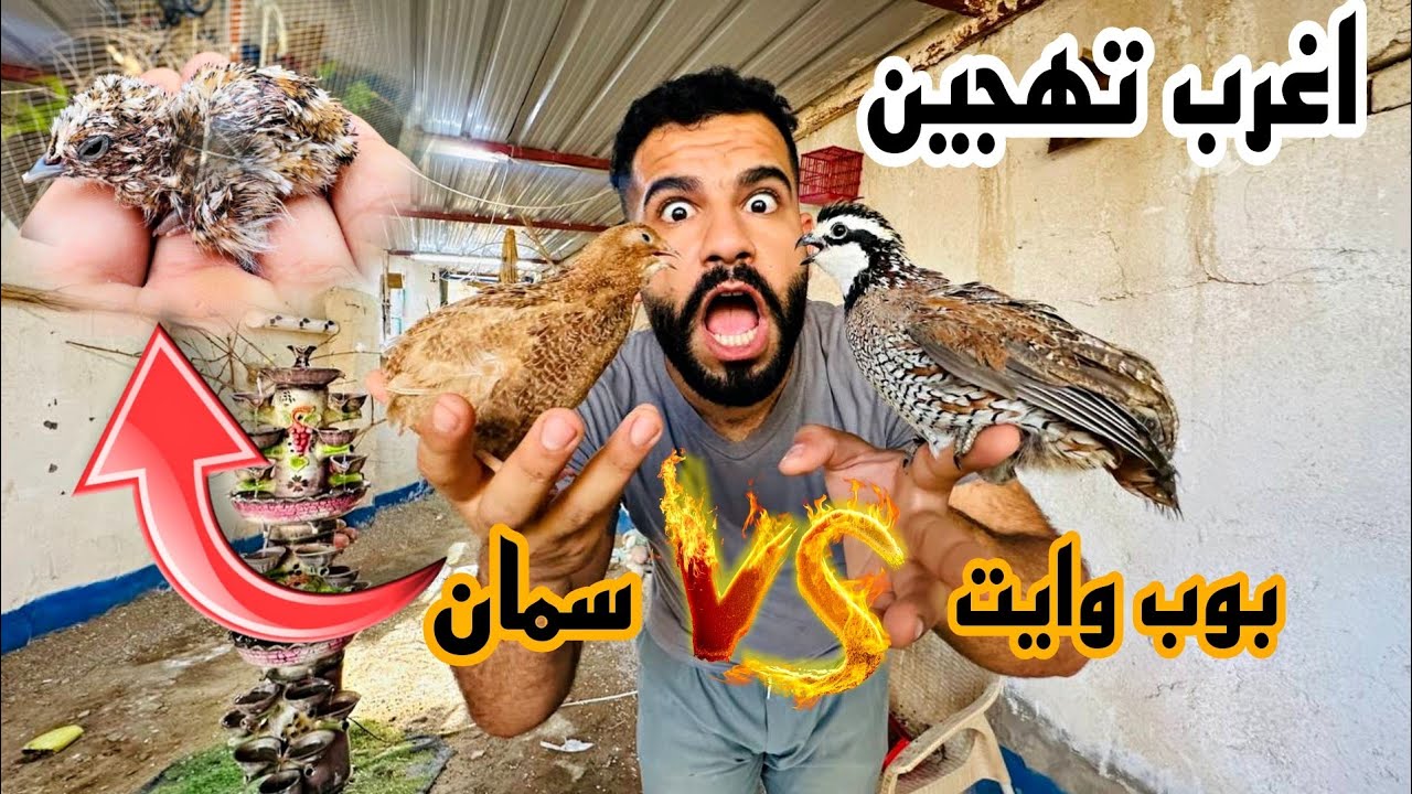 العمل في المزرعة 😊جربت اهجن البوب وايت علئ السمان الناتج مرعب 😱
