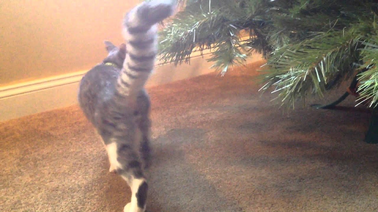 Kitten Attacks Christmas Tree YouTube