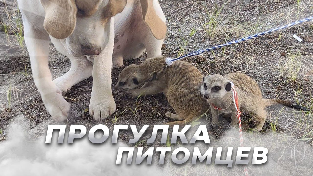 ПРОГУЛКА ПИТОМЦЕВ - YouTube