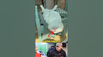 Kucing ngorok #kucinglucu #cat #kucing #kucingimut #cats #kucingoren #viralshort #shorts #funnycats