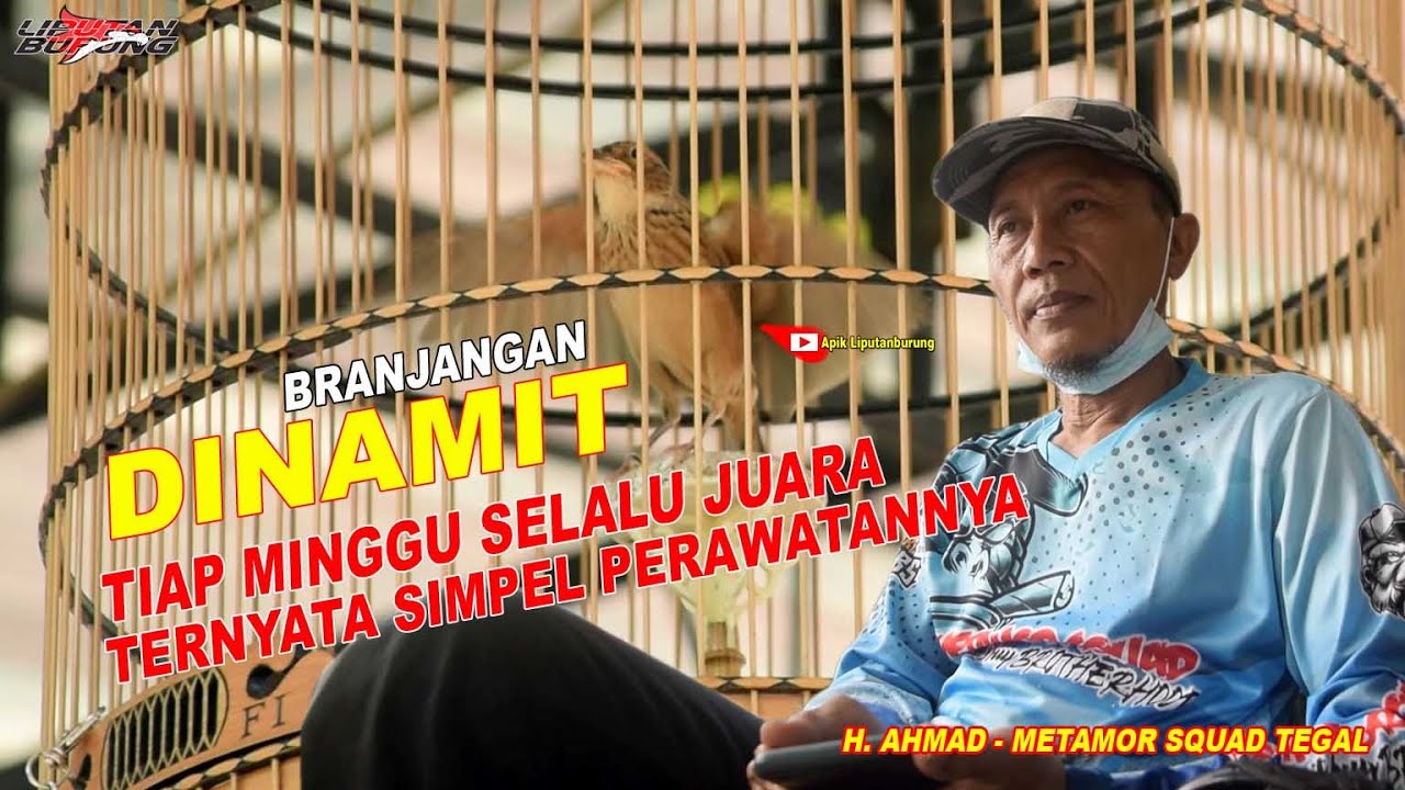 POLA RAWATAN SIMPEL, BRANJANGAN DINAMIT SELALU TAMPIL JUARA TIAP MINGGU // H. AHMAD - METAMOR SQUAD
