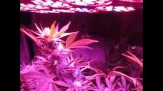 Indoor LED grow room  OREGON medical Marijuana  September 2012 turning back to the indoor