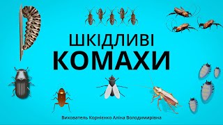 ШКІДЛИВІ КОМАХИ - Цікаві факти для дітей дошкільного віку