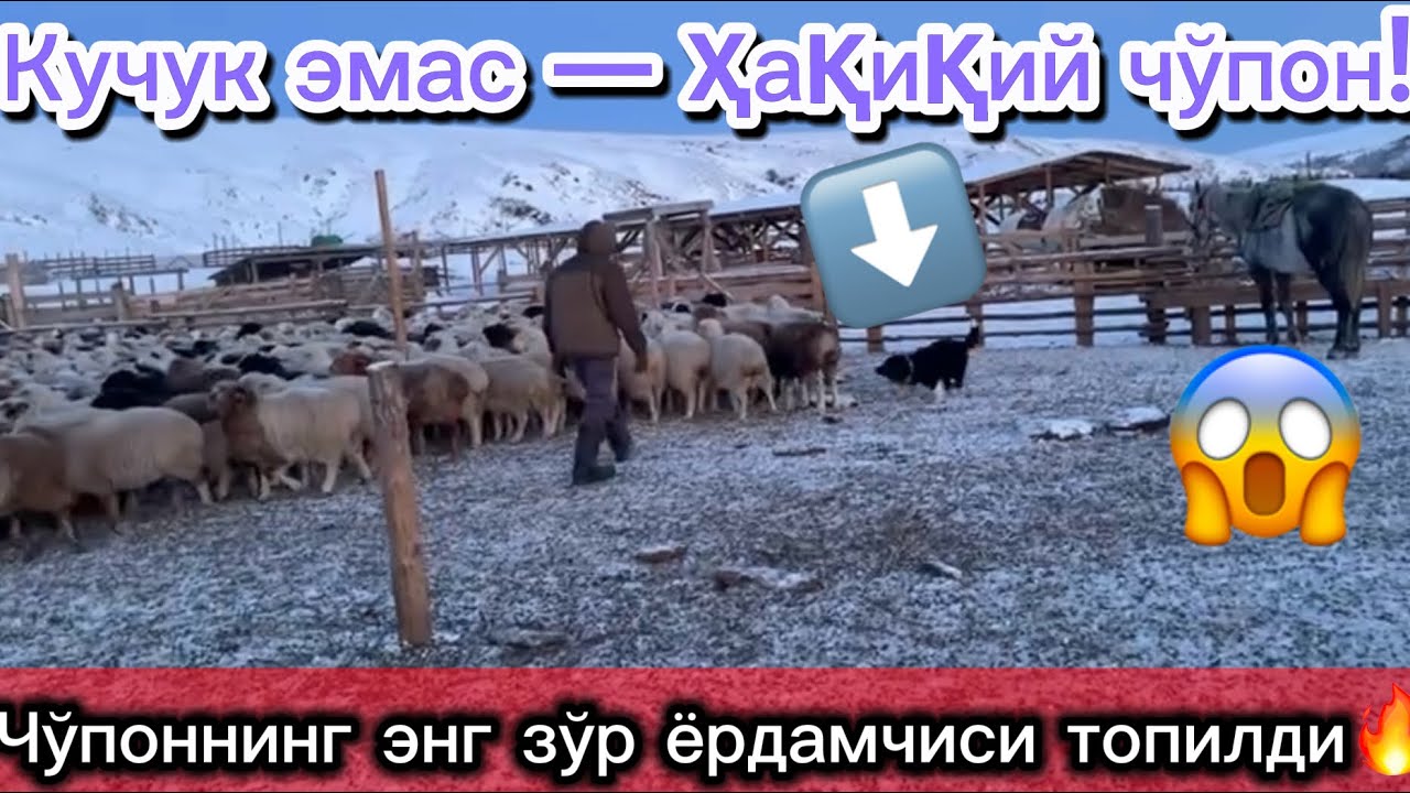 35000₽ га олган Бордер Колли қўйларни ҳайдашни ўрганиб олди!#рекомендация #ферма #россия #чорва 