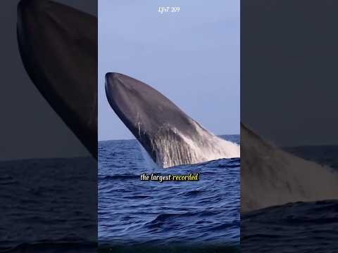The largest recorded