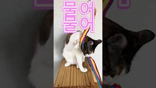 #고양이 #아리랑누누랑