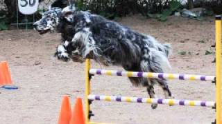 English Setter,Visa, movie of my girl.wmv