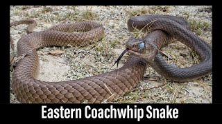 Coachwhip Snake