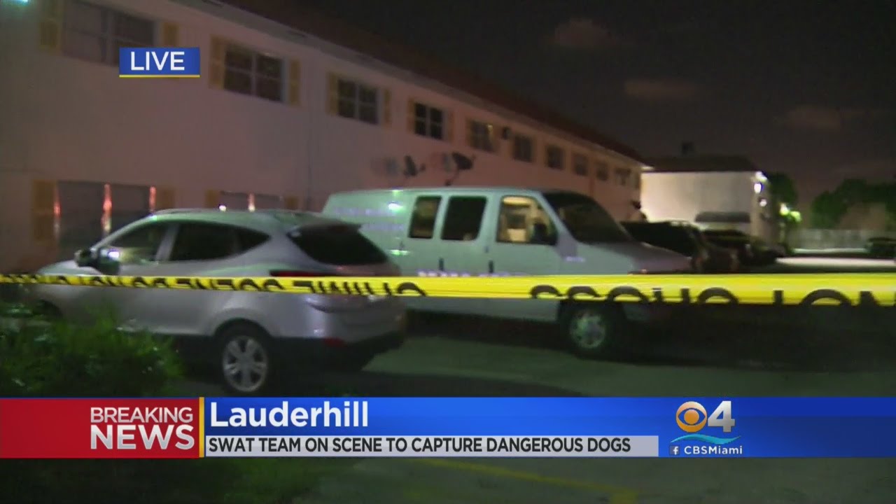 Woman In Critical Condition After Being Attacked By Dogs In Lauderhill ...