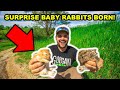 SURPRISE Baby Rabbits were BORN in My BACKYARD FARM!!! (They Had to be RESCUED)