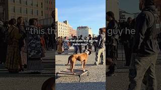 Off-leash pitbull downtown
