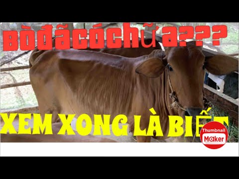 Cách nhận biết bò đã mang thai| Know the cow is pregnant mới nhất 2023