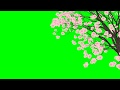 Falling Cherry Blossom Petals No.3 with Tree HD Animation - green screen effect & overlay