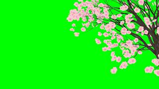 Falling Cherry Blossom Petals No.3 with Tree HD Animation - green screen effect & overlay
