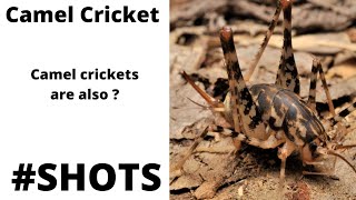 #shorts #camel cricket #wildtour #animalfacts #birdsfacts #facts #youtubeshorts #knowlage