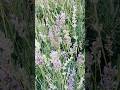 Lavender💜 #lavender #flowers #nature #music #viralshort