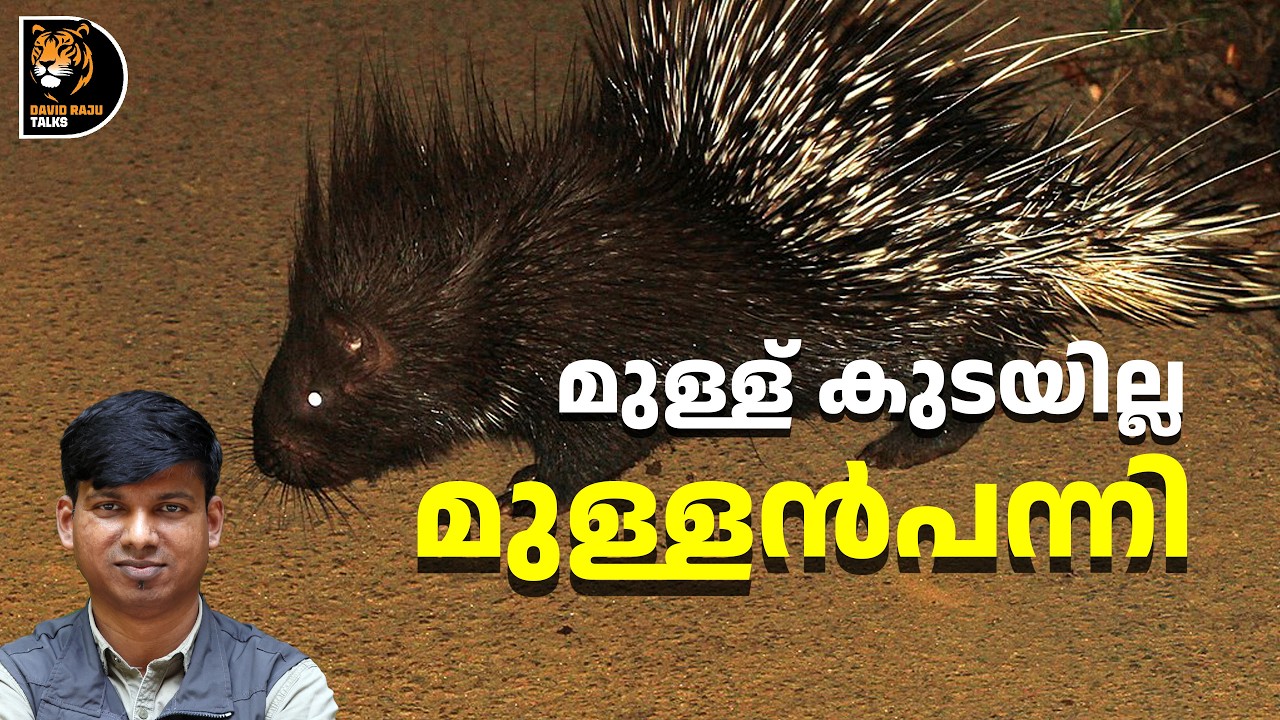 മുള്ളൻപന്നി: തെറ്റിദ്ധാരണകൾ നിരവധി! Porcupine; #davidrajutalks #wildlife