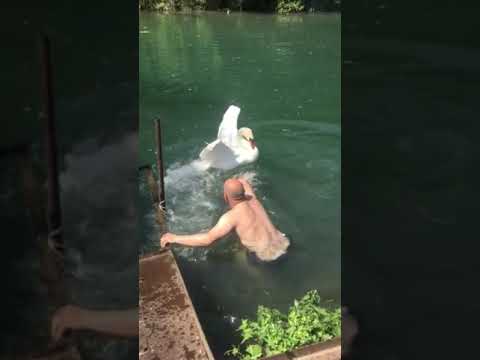 Лебедь избивает Лысого мужика! ржачь жесть