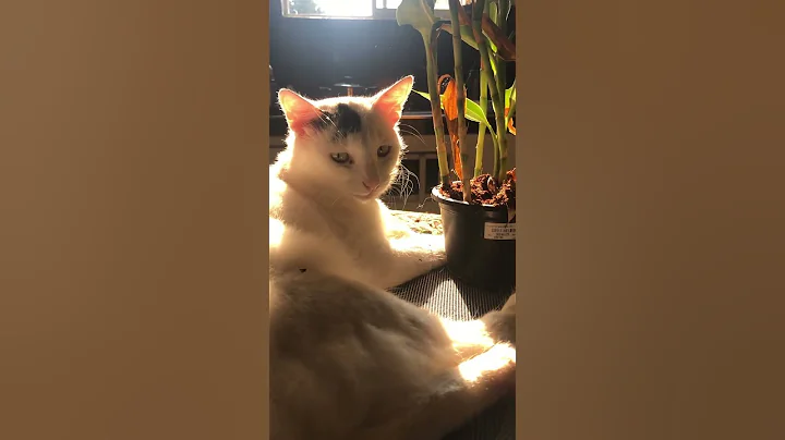 Watch the video about #cat#cute#funny#playing