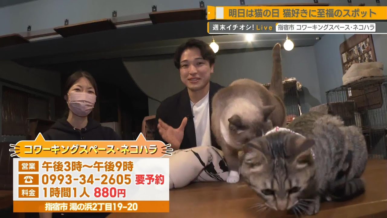 週末イチオシ！Live】「ネコハラ」が味わえる！？2月22日は”猫の日