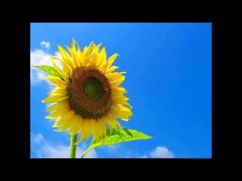 今、咲き誇る花たちよ（合唱）伴奏付ver　テナー