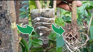 Easy method Airlayering growing #hibiscus  odhahul plant #ओढहुल #गुरहल का कलम कैसे लगाएं