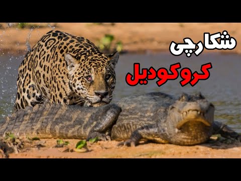 چرا کروکودیل از جگوار متنفره