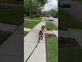 Perros