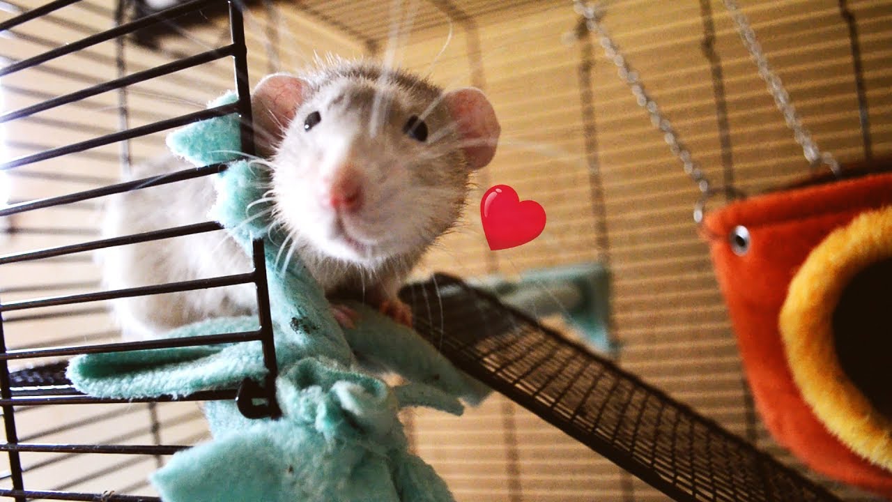 My Pet Rats YouTube