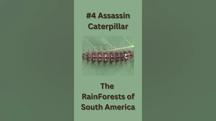 Top 5 Most Dangerous Insects In The World #top5 #intheworld #insects #dangerous