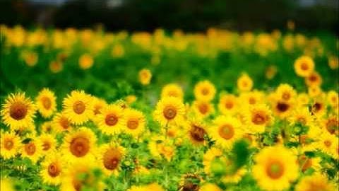 سورة الاعراف /  بصوت الشيخ بن شعبان توفيق الجزائري