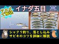 《アニメで解説：【イナダ五目】の釣果UPのコツ》【相模湾】での【イナダ】【カンパチ】のシャクリ釣り、【落とし込みサビキ】、【食わせサビキ】での【釣り方】をアニメで詳しく解説。