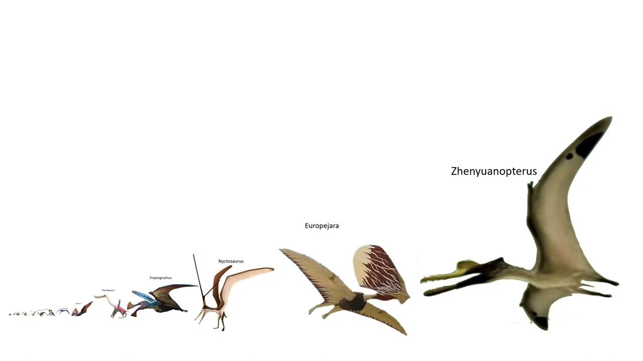Size Comparison of Pterosaurs