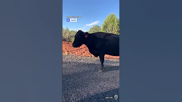 Cows Give The Best Directions 