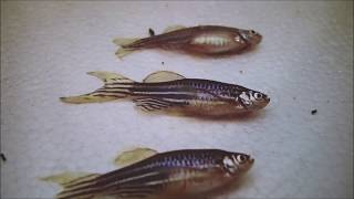 Fish Anesthesia