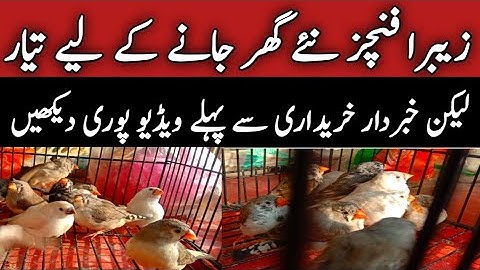 Zebra Finches Ready For New Shelter | Mini Zoo