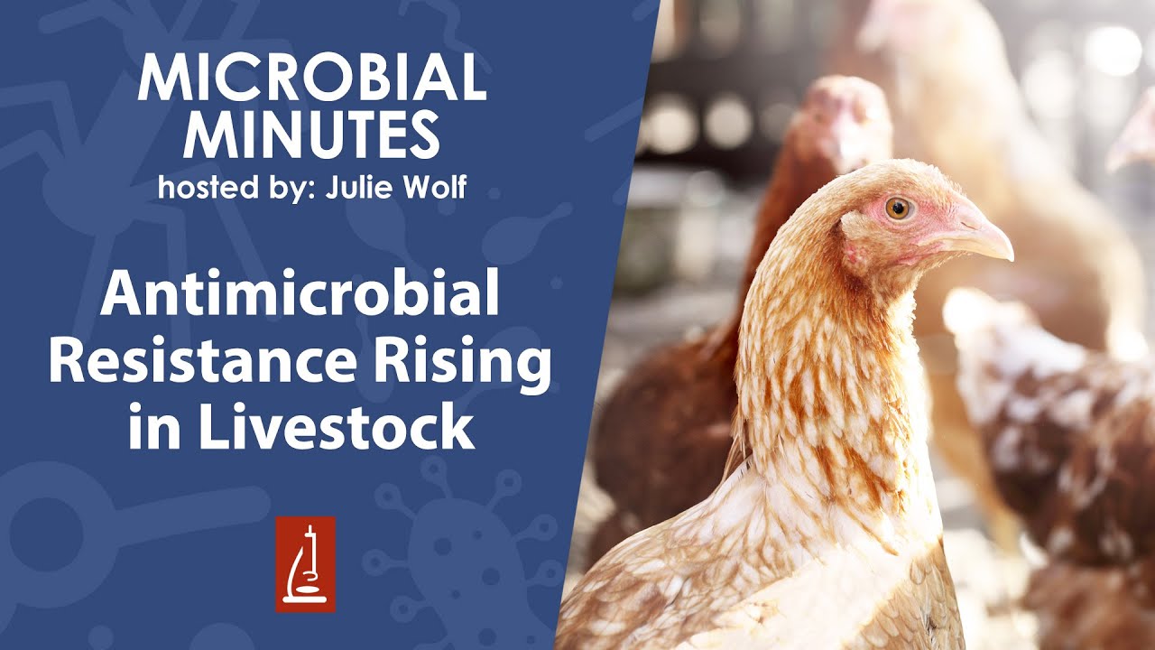 Antimicrobial Resistance Rising in Livestock YouTube