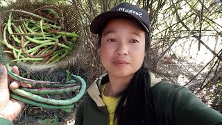 เก็บหมากถั่วน้ำค้าง ເກັບຫມາກຖົ່ວນ້ຳຫມອກ