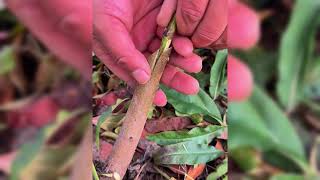 WATCH THIS RARE SMART TRIMMING METHOD TO SAVE YOUR DYING TREES!