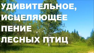 Удивительное,Исцеляющее Пение Лесных Птиц ,Нормализует Сон,Улучшает Настроение