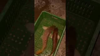 This is Huge #fishing #seafoodprep #fishharvesting #fish #food